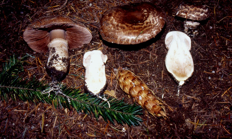 un MIX   per gli appassionati del Genere Agaricus